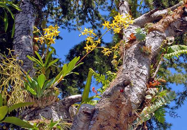 Почему у вашей орхидеи вялые листья? ищем ответы