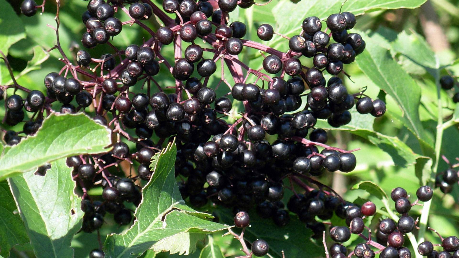 Черная бузина (sambúcus nígra) – садовый кустарник