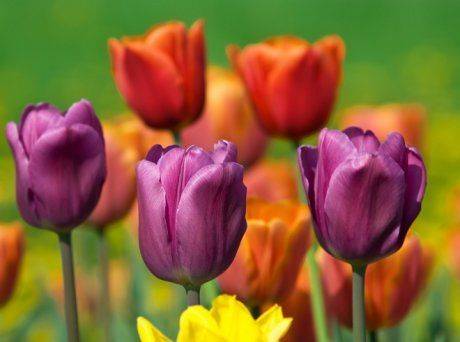 Подкормка тюльпанов весной, летом и осенью