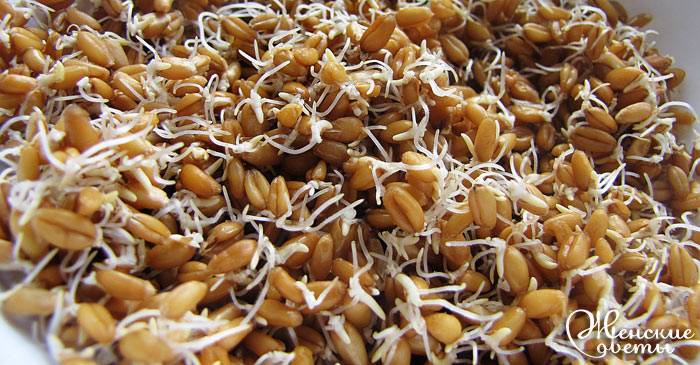 Пророщенная пшеница — польза и возможный вред