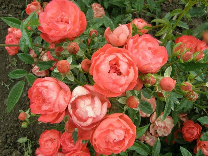 Роза полиантовая: описание, сорта, посадка, уход