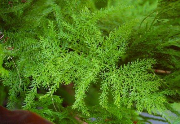 Аспарагус перистый: уход в домашних условиях за растением с пышной ажурной листвой + фото