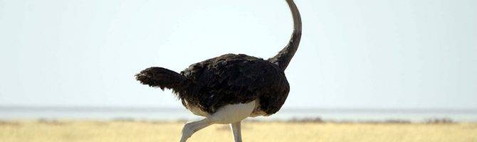 Все о разведении страусов: правила, выгода, расходы и продуктивность