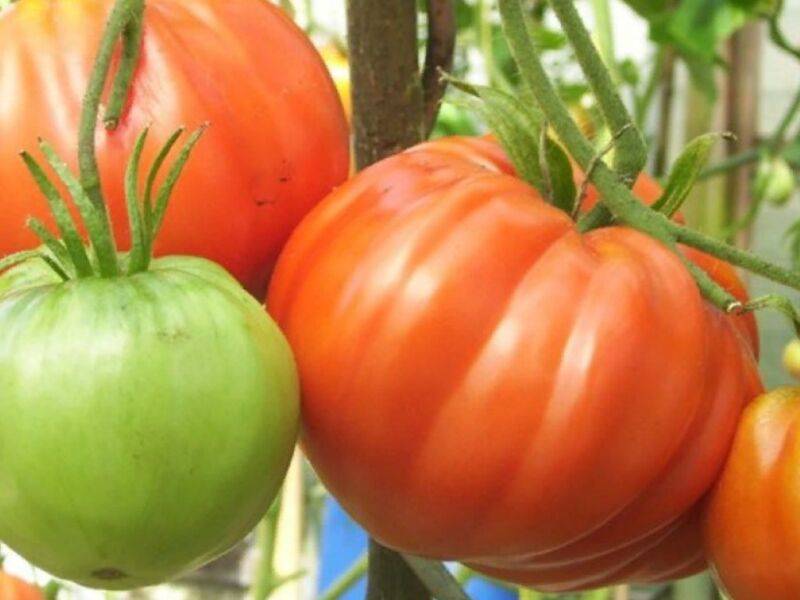 Самые вкусные и урожайные томаты для подмосковья — рекомендации по выбору