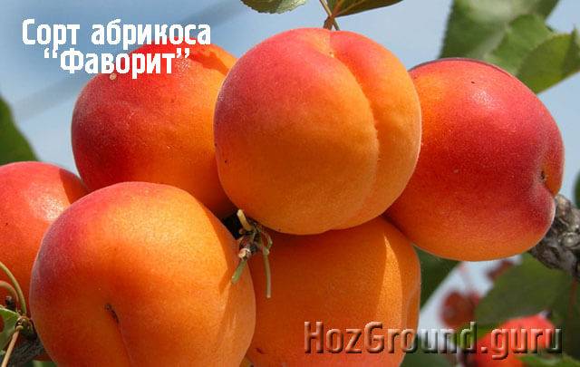 Какие сорта колоновидных яблонь выбрать для разных регионов россии