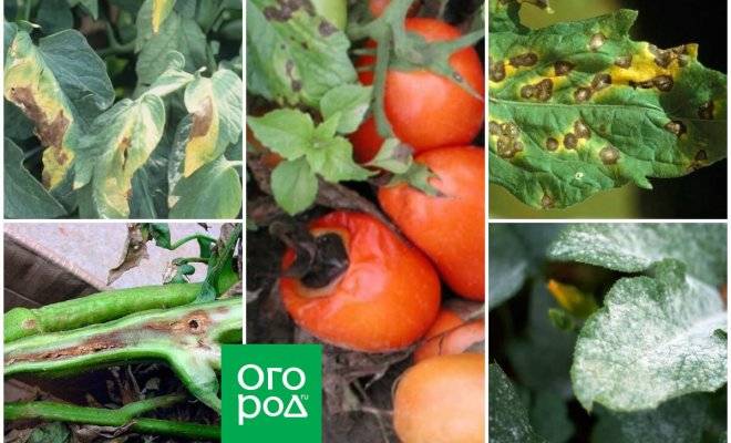 Болезни томатов и их лечение: народные и профессиональные средства, правила ухода