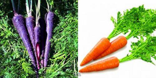 Морковь изначально была фиолетовой — история моркови, видео