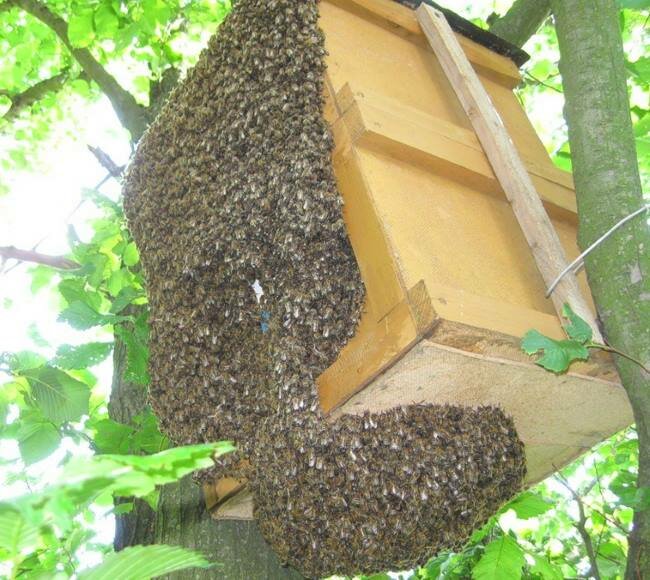 Как правильно поймать и удержать рой пчел