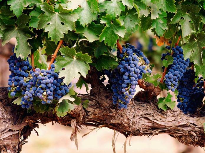 Болезни винограда: фото и советы садоводов по лечению