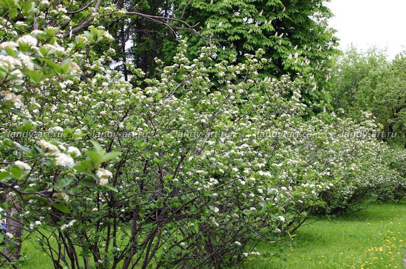 9 диковинных плодовых деревьев и кустарников для вашего сада