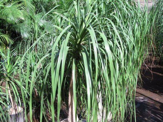 Экзотическое растение бокарнея — нолина или бутылочная пальма
