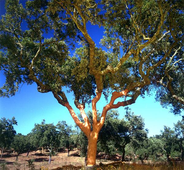 Тиковое дерево — лечебные свойства, применение в медицине и производстве, видео
