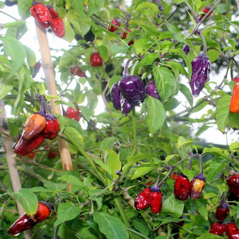 Все про перец горошек: как правильно выращивать, как он растет, каких разновидностей бывает и как выглядит на фото