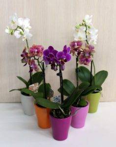 Правила использования янтарной кислоты для орхидей