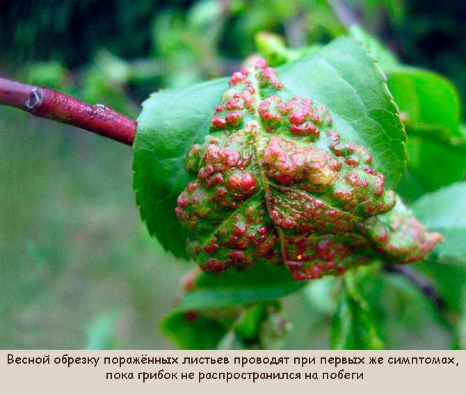    что такое курчавость листьев персика? меры профилактики и лечение.