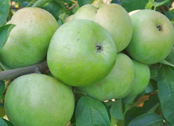 Полезные свойства и витаминный чай из листьев яблони