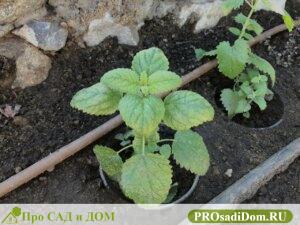 Как посадить мяту и вырастить из семян на даче