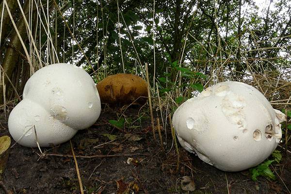 Головач гигантский: описание гриба и особенности применения в кулинарии и медицине