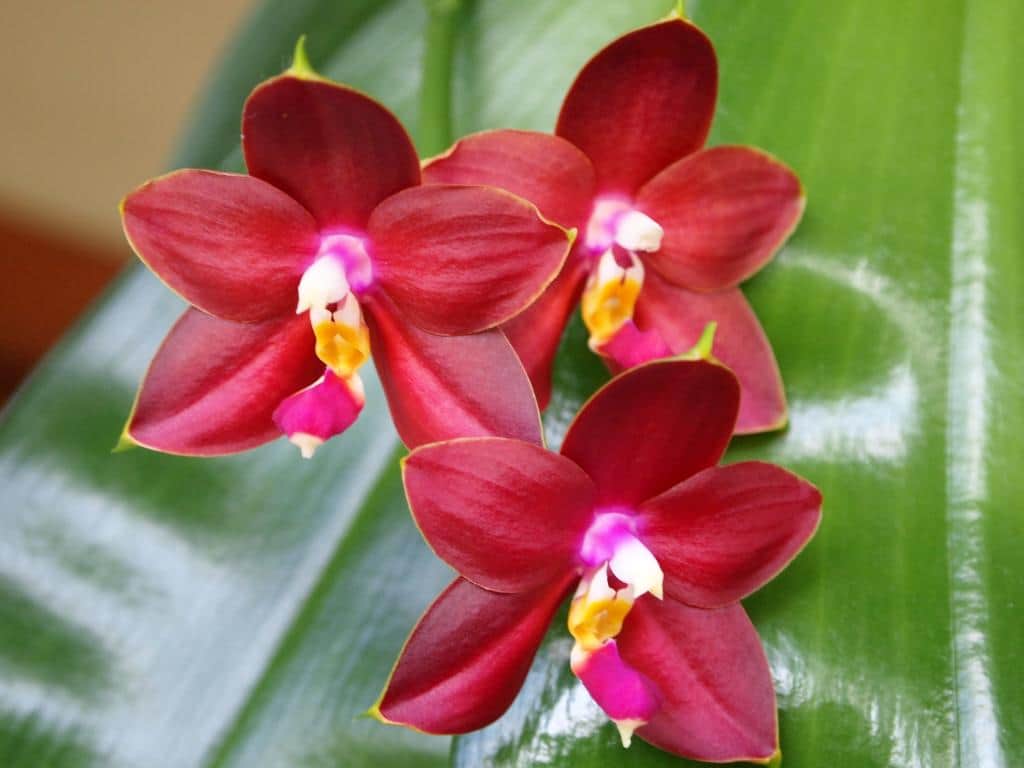 Цитокининовая паста – надежный помощник для орхидей! советы по применению
