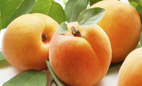 Польза и вред абрикосов для организма