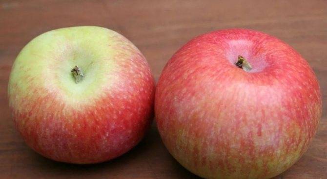 Описание яблони северный синап – фото, отзывы, правила выращивания сорта