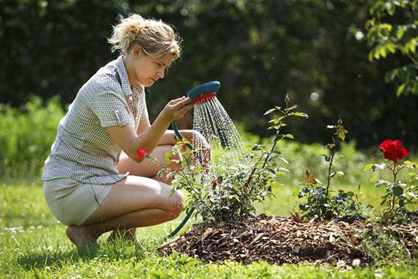 Когда и как посадить клеому, чтобы к началу лета она уже цвела: секреты практика