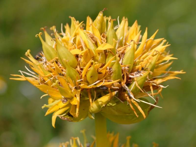 Горечавка желтая – исчезающее целебное растение