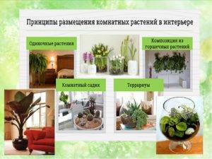 Солнцелюбивые, светолюбивые, теневыносливые и тенелюбивые комнатные растения