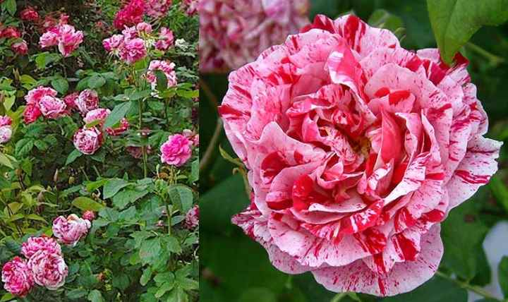 Французские розы: описание, сорта и их выращивание