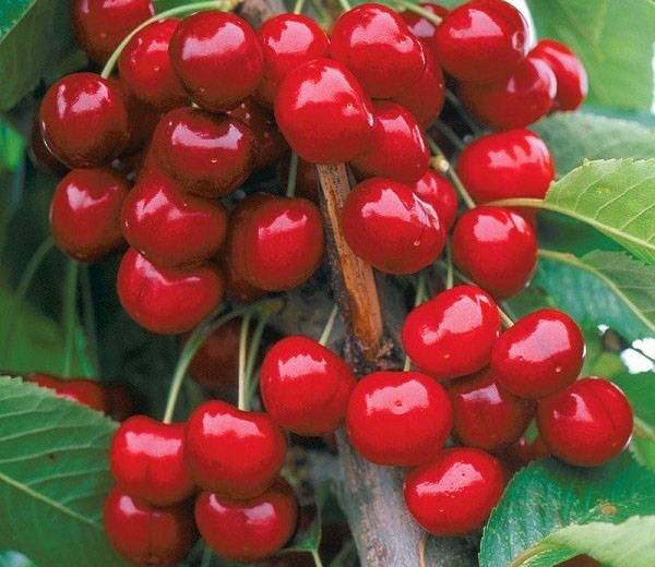 Сорта вишни для подмосковья: самые сладкие, вкусные, крупные, самоплодные и особенности выращивания в данном регионе