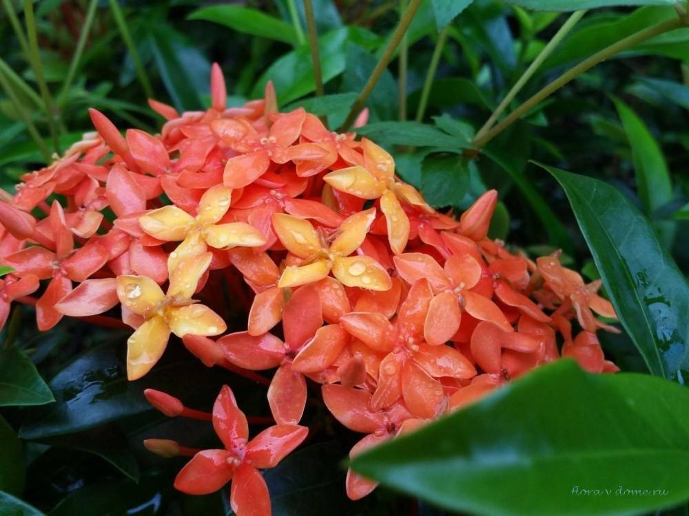 Иксора цветок — описание растения, посадка и уход