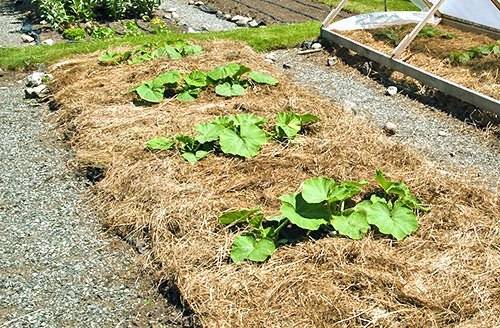 Выращивание шпината в открытом грунте и на подоконнике, видео
