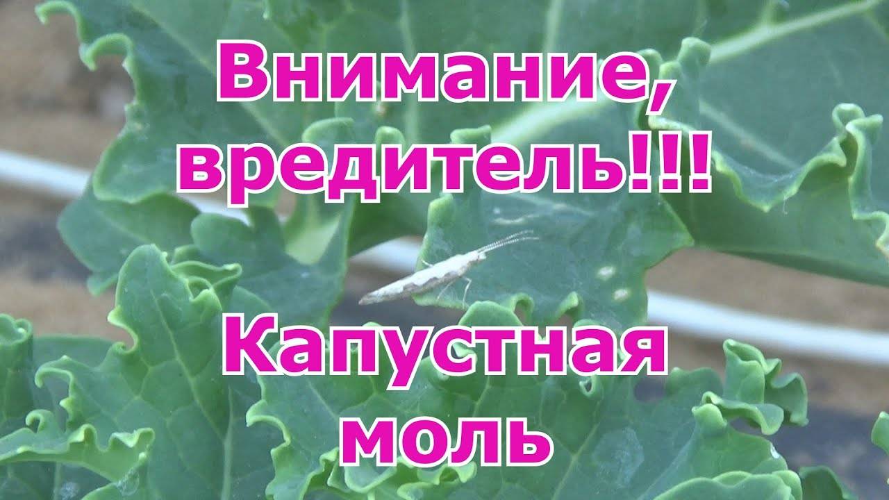 Капустная моль – что за «зверь», и как с ним бороться?