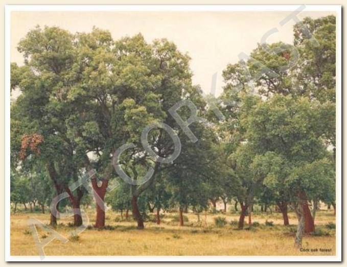 Тиковое дерево — лечебные свойства, применение в медицине и производстве, видео