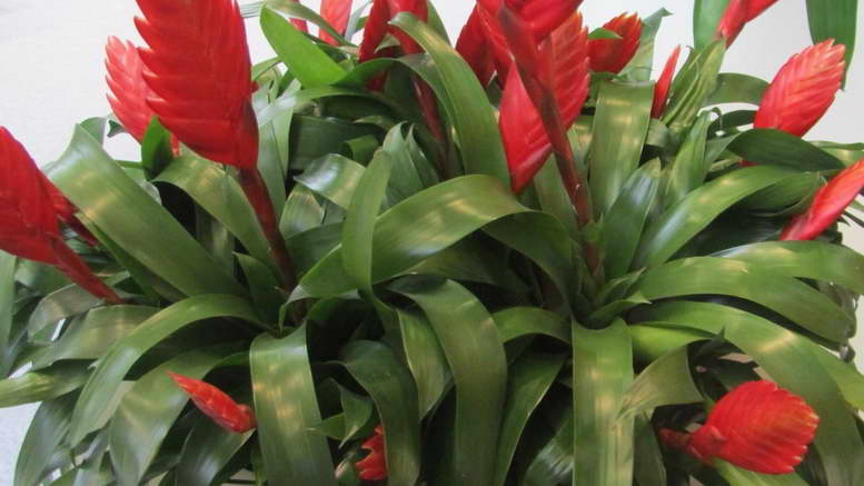 Вриезия: советы по выращиванию тропического растения в домашних условиях