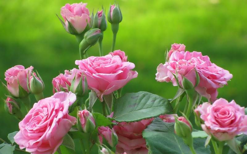 Чем подкормить розы весной для пышного цветения, видео