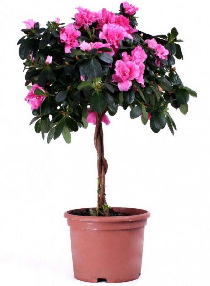 Ухаживание за азалия японская (rhododendron obtusum)