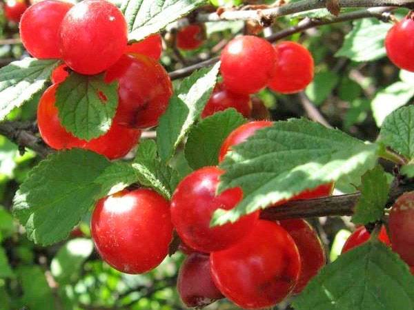 Обзор 9 лучших сортов вишни для ленинградской области
