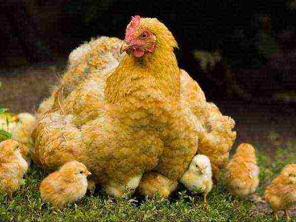Кормление цыплят несушек в домашних условиях