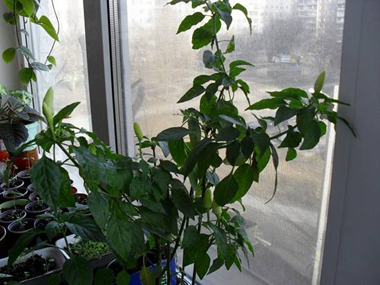 Как растет черный перец и как выглядит растение, видео