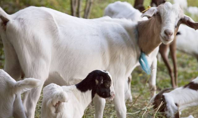 Разведение коз в домашних условиях для начинающих