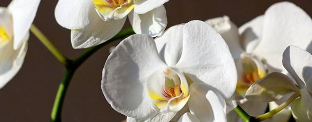 Пересадка орхидей, которые болеют — дело мастера боится