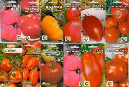 Какие сорта томатов для теплиц устойчивы к фитофторозу?