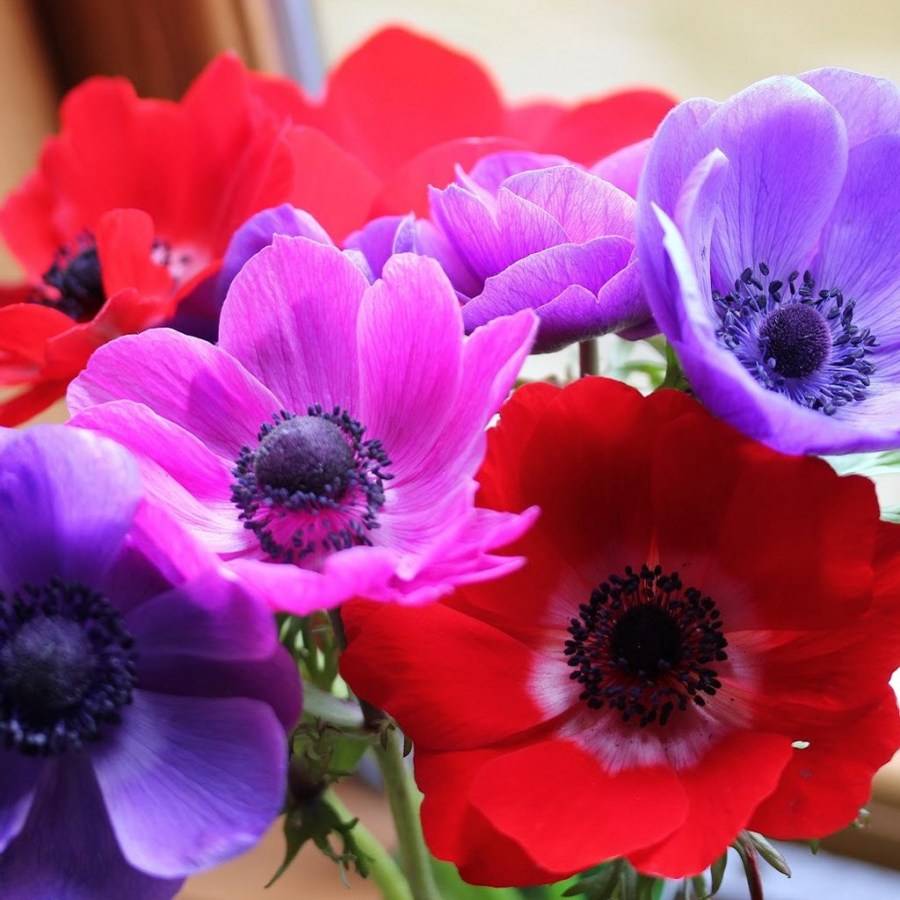 Анемоны цветы, фото сортов и видов, видео
