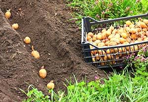 Поздние сроки посадки картофеля на дачном участке + видео