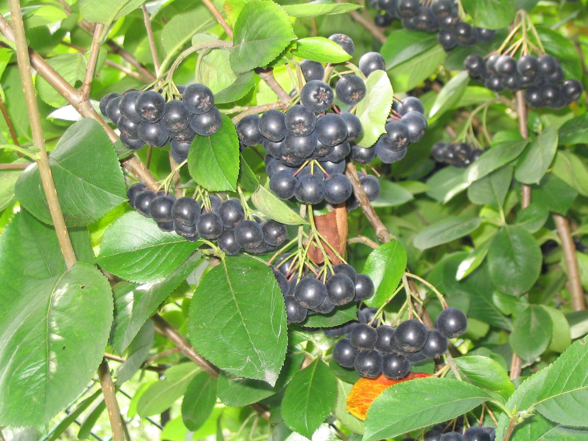 Арония черноплодная: выращивание в саду