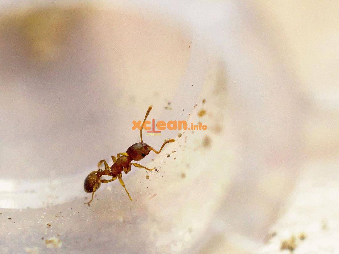 18 эффективных рецептов дезинсекции, или как избавиться от муравьёв в доме