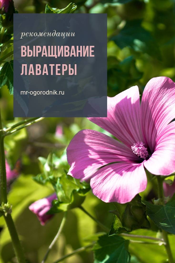 Цветок лаватера: посадка и уход, фото, выращивание из семян в открытом грунте
