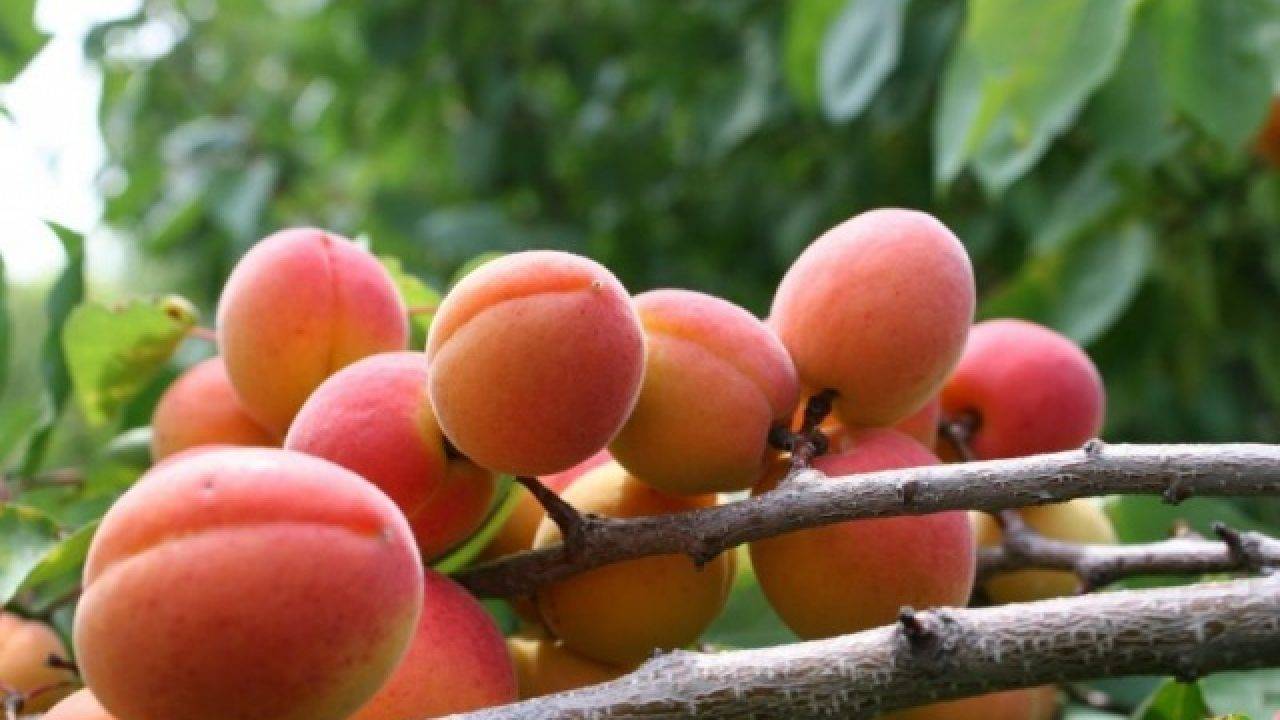 Самые распространенные заболевания абрикосов