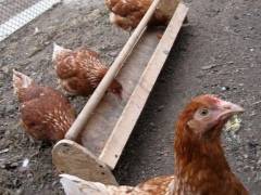 Пошаговая инструкция, как сделать кормушку для цыплят своими руками